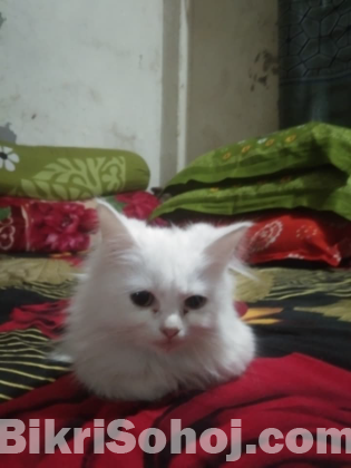 White Persian cat